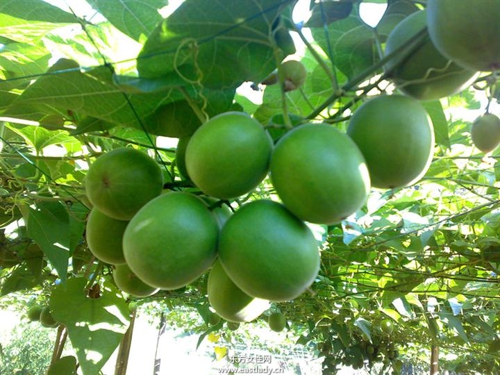 羅漢果的功效與作用 羅漢果怎么食用效果最佳