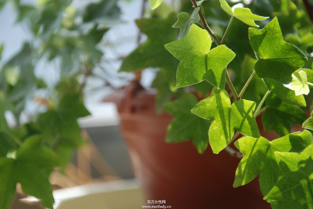 6款適合室內(nèi)養(yǎng)的植物 讓你生機勃勃招財又進寶