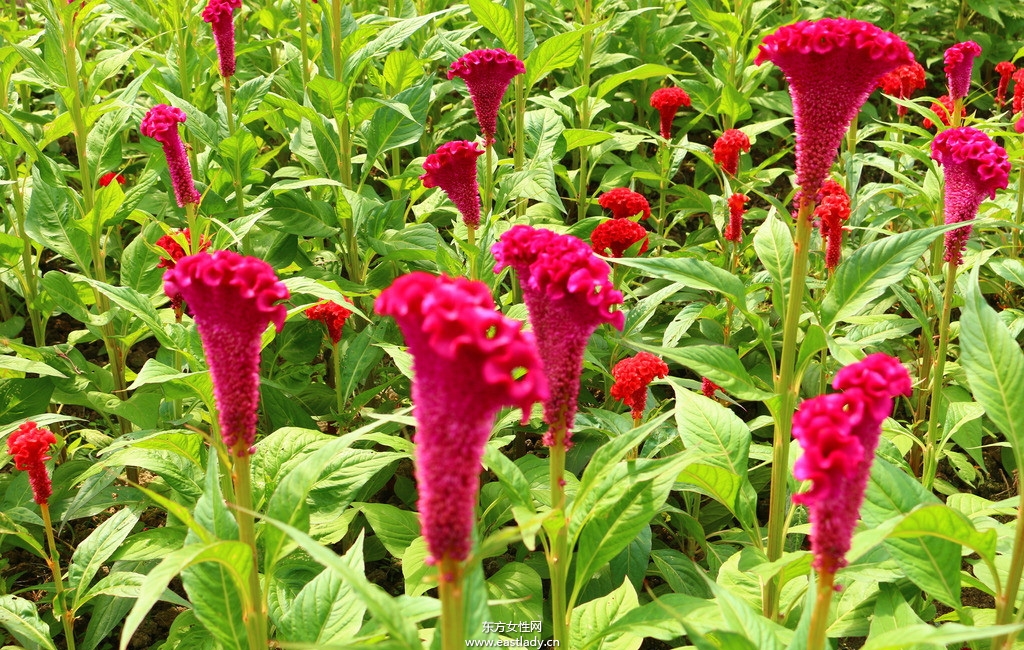 雞冠花的功效與作用 揭密雞冠花的藥用價(jià)值