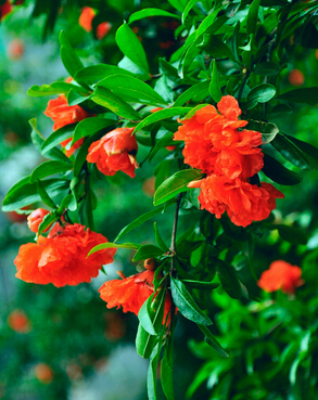 怎樣白發(fā)變黑發(fā) 食療方讓你白發(fā)變黑發(fā)