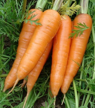 掉頭發(fā)怎么辦 掉頭發(fā)吃什么食物好