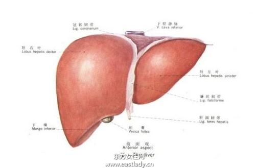 老中醫(yī)手把手教你應(yīng)當(dāng)如何治療肝病