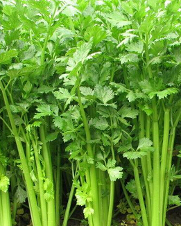 高血壓飲食 更年期高血壓飲食的六大秘訣