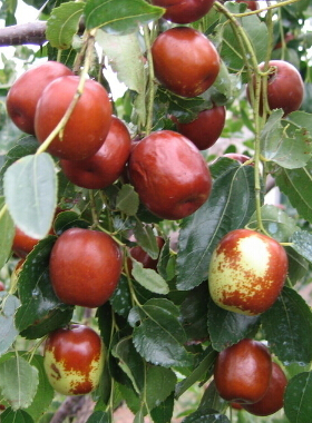 冠心病吃什么好 冠心病春季飲食注意事項