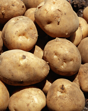 孕婦吃什么好 專家解答孕婦的最佳飲食