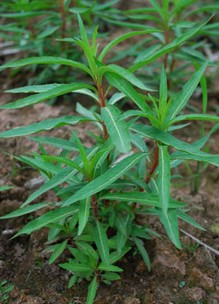 護肝最好的方法 7招助你肝臟健康