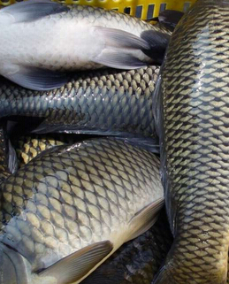 春季養(yǎng)生 吃魚(yú)時(shí)需注意的八種禁忌