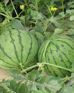 口腔潰瘍怎么辦 口腔潰瘍吃什么水果好