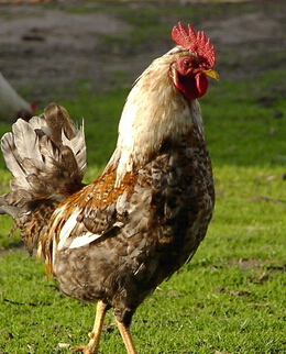 孕婦飲食禁忌 導(dǎo)致畸型胎兒的6種食物