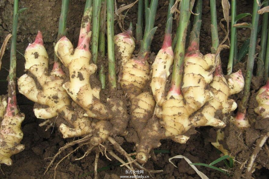 為什么晚上不能吃姜 晚上吃姜對(duì)身體有哪些危害呢