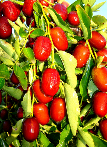 補血的食物有哪些 吃什么可以補氣補血