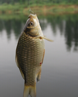 春季養(yǎng)生 吃魚(yú)時(shí)需注意的八種禁忌