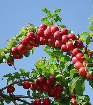 口腔潰瘍吃什么 幫您遠(yuǎn)離口腔潰瘍的水果