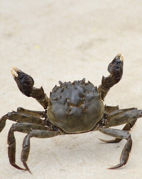 孕婦禁忌 孕婦吃螃蟹小心流產(chǎn)