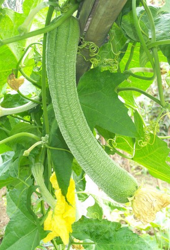 前列腺炎怎么治療 盤(pán)點(diǎn)前列腺炎的食療偏方