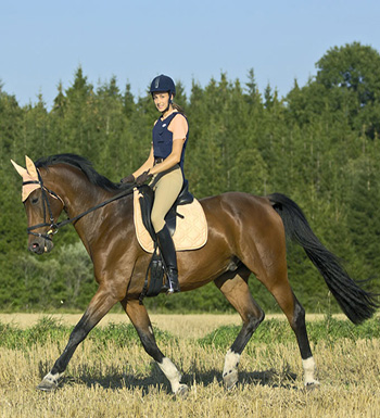 初學(xué)者騎馬須知  教你如何上下馬