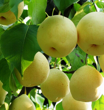 脾胃不好怎么調理 秋季養(yǎng)護脾胃應放首位