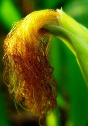 腦癱治療 有利于腦癱兒營養(yǎng)吸收的食療方