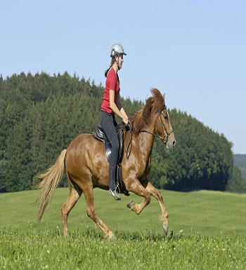 初學(xué)者騎馬須知  教你如何上下馬