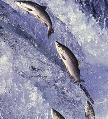 健身運動后吃什么最好 健身對身體的好處有哪些