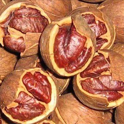 補(bǔ)腎治療遺精藥膳 首選健康桃仁