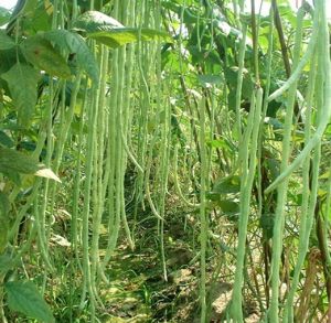 女人腎虛常見(jiàn)10種癥狀 推薦10食物補(bǔ)腎養(yǎng)腎