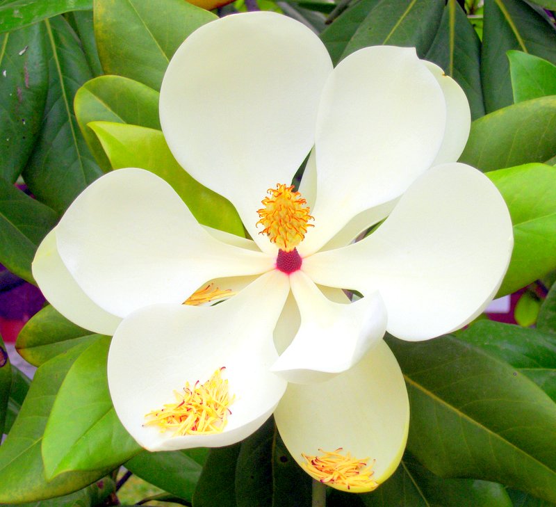 包皮龜頭炎患者飲食注意事項(xiàng)