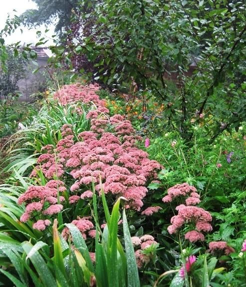 如何益氣補(bǔ)血 紅景天的食用方法和服用禁忌