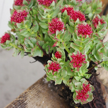 如何補血益氣 紅景天的功效以及成分