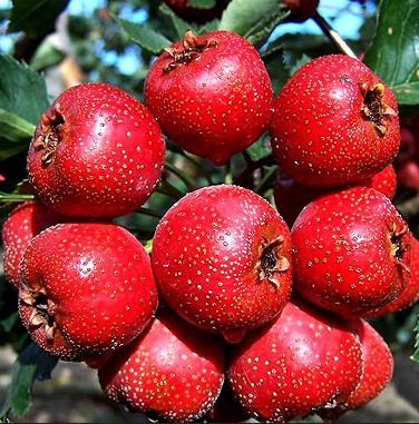 易患口腔潰瘍的人群注意啦 試試雙耳山楂湯