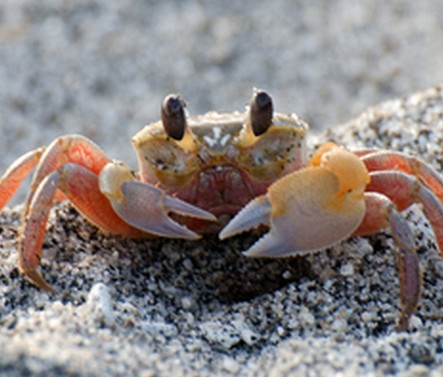 孕婦飲食的注意事項(xiàng) 孕婦不能吃什么肉