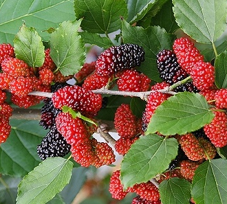 桑葚糖的做法與營養(yǎng)介紹 可隨時含服