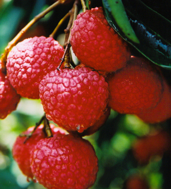 如何吃荔枝不上火 吃荔枝不上火的方法有哪些