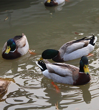 如何正確搭配吃鴨肉 如何正確挑選鴨肉