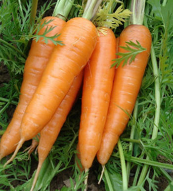 避孕不用避孕藥 多吃胡蘿卜可以幫助你避孕