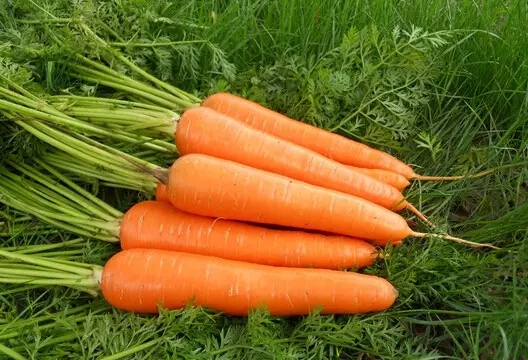 延年益壽食物大全 常見10中延年益壽的食物