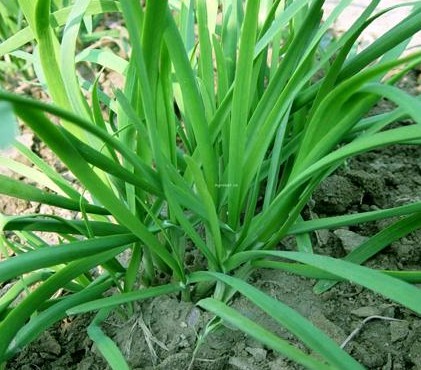 女性春季養(yǎng)生竅門 7種菜養(yǎng)肝護(hù)陽