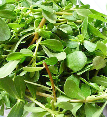 長生不老不靠譜 4種食物助你延年益壽