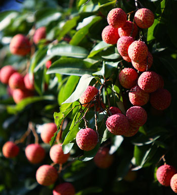 如何吃荔枝不上火 吃荔枝不上火的方法有哪些