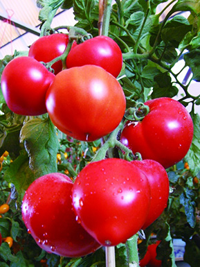 女性養(yǎng)生吃什么好呢 保養(yǎng)皮膚的飲食宜與忌