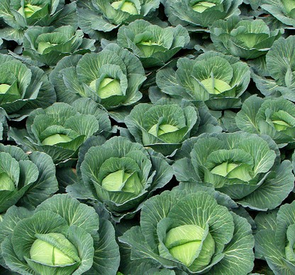 食療藥膳 卷心菜食譜調(diào)理你腸胃