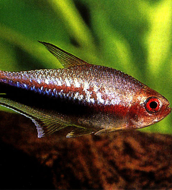 吃魚(yú)禁忌 四類(lèi)人最好別吃魚(yú) 吃魚(yú)的四大秘密