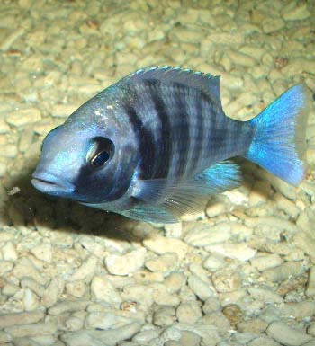 吃魚(yú)禁忌 四類(lèi)人最好別吃魚(yú) 吃魚(yú)的四大秘密