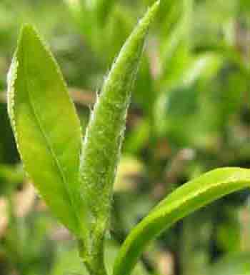 排毒養(yǎng)顏有竅門 盤點那些排毒養(yǎng)顏的食物