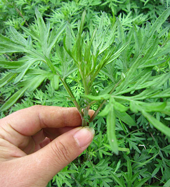 狐臭怎么治 狐臭患者的飲食要注意哪些