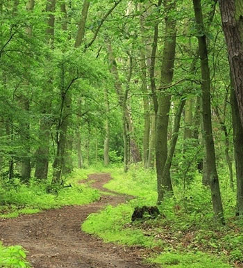 夏季蚊蟲多 戶外爬山怎樣防蚊蟲叮咬