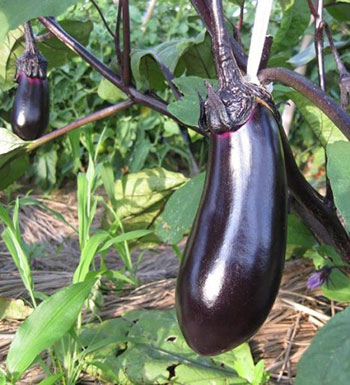 常吃這4種食物 讓你遠離短壽 高壓線