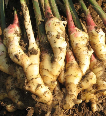 生姜的作用有哪些 開胃健脾促進食欲