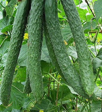 夏季減肥蔬菜很給力 吃什么蔬菜最減肥