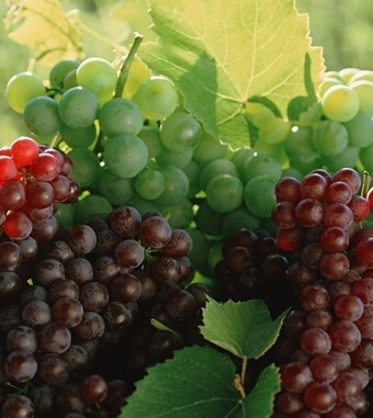 葡萄的功效與作用 葡萄的美膚大法